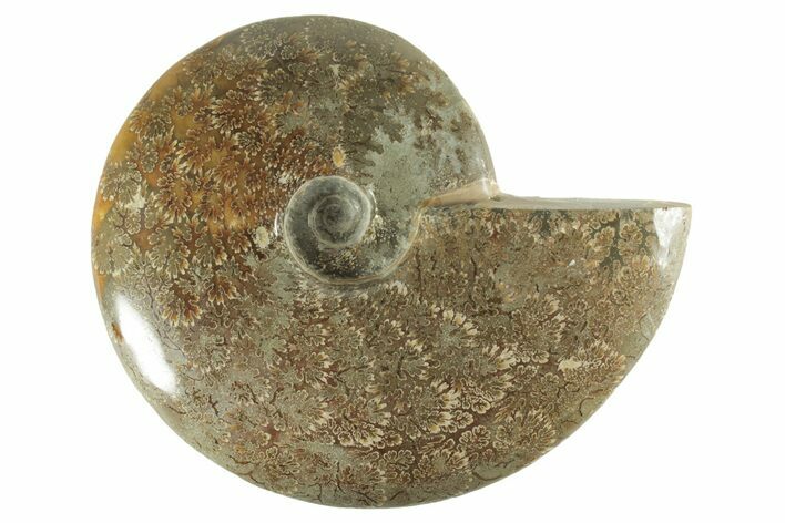Polished Ammonite (Cleoniceras) Fossil - Madagascar #214819